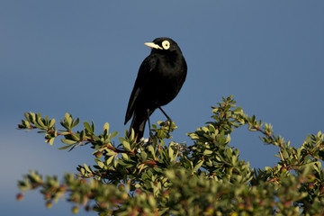 Male Spectacled Tyrant