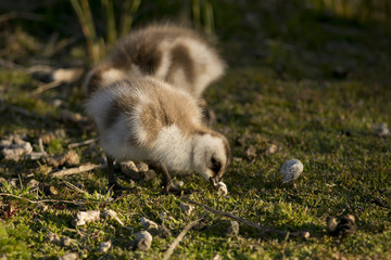 Chick of Upland Goose