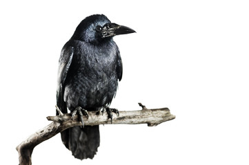 crow