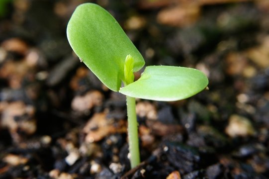 sprout of umbrella thorn acacia