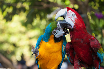 Colorful couple macaws sitting on tree
