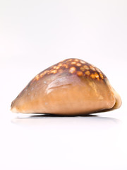 A brown sea shell isolated on white background