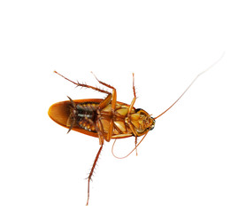 cockroach on white background.