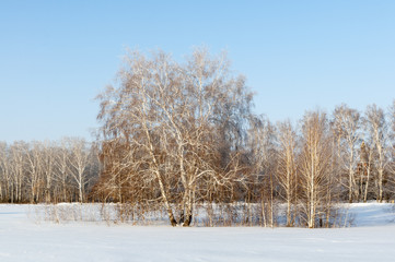 Winter forest in Russia
