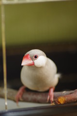 文鳥のメス　‐padda oryzivora‐