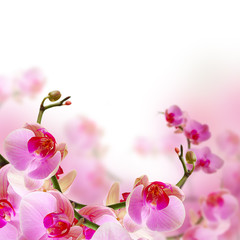 Flowers, blossom summer background with beautiful pink orchid