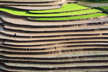 terraced rice fields with water in Mu Cang Chai, Yen Bai, Vietn