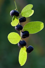 Phyllanthus reticulatus Poir
