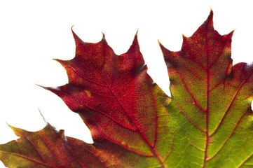 Herbstlaub