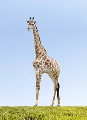 Zelfklevend Fotobehang Giraf giraffe