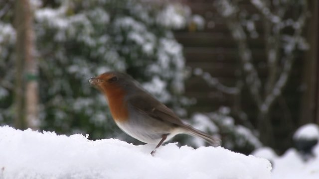 rouge gorge en hiver