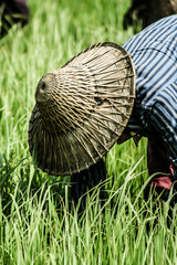 Rural woman working in rice plantation, Myanmar