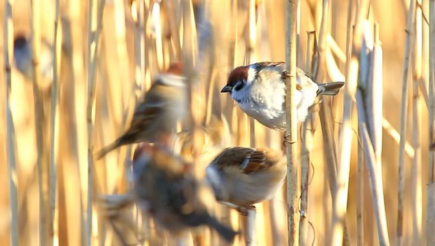 birds in their natural habitat, nature series