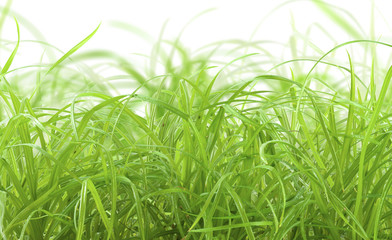 Obraz premium herbe