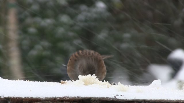femelle merle dans la neige