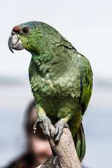 Obraz premium cotorra parrot green from Central America Mexico jungle