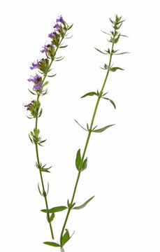 Ysop (Hyssopus officinalis)