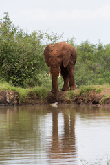 Fototapeta na wymiar Mężczyzna słoń obok wodopoju