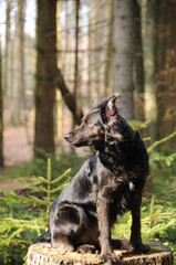 Mischlingshund