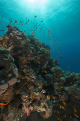 Obraz na płótnie Canvas Ryb i roślin wodnych w Morzu Czerwonym.
