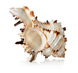 Big seashell isolated