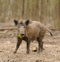 Wild boar in forest