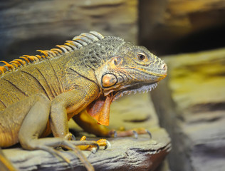 Young brown iguana reptile