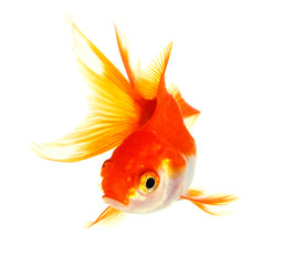 Fototapeta premium Gold fish. Isolation on the white