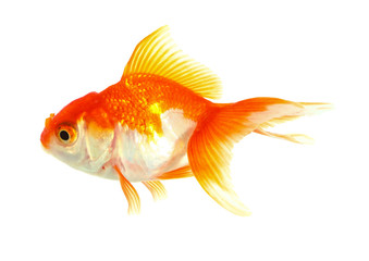 Fototapeta premium Gold fish. Isolation on the white