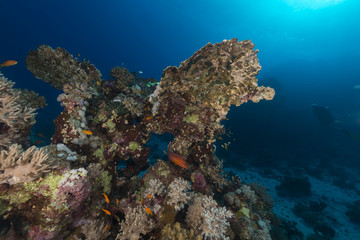 Fototapeta na wymiar Ryb i roślin wodnych w Morzu Czerwonym.