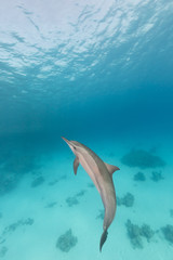 Naklejka premium Spinner dolphin (stenella longirostris) in the Red Sea.
