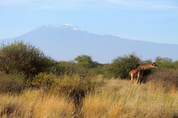 Fototapeta premium giraffa sotto il Kilimangiaro - Kenya