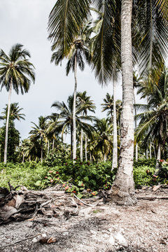 Green Palm Forest in Colombian Island ( HDR image )
