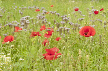Verträumte Wiese mit Mohnblüten