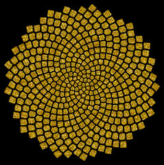 Sonnenblumen - Samen - Fibonacci-Spirale - Goldener Schnitt © Anne Mathiasz