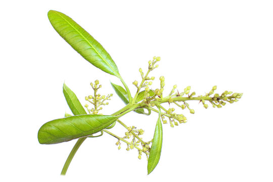 Mango flower on sale
