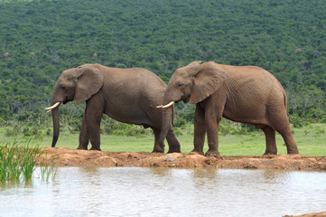Fototapeta na wymiar Słonie, Addo Elephant National Park, Republika Południowej Afryki