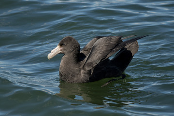 Southern Giant Petrel