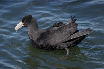 Southern Giant Petrel