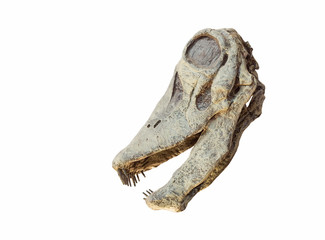 Skull of a Limaysaurus dinosaur isolated © Lefteris Papaulakis