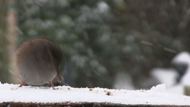 moineau sous la neige