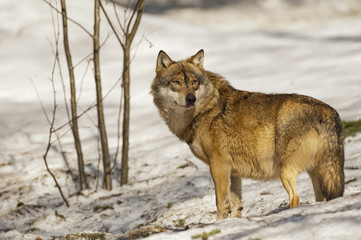 Fototapeta premium A grey wolf isolated in the snow while looking at you