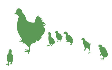 chicken and its chicks,vector