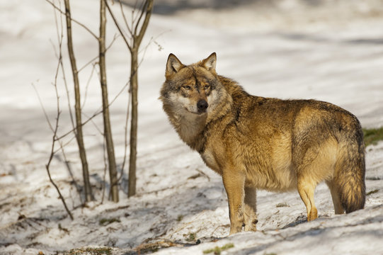 A grey wolf isolated in the snow while looking at you