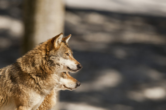 A grey wolf isolated in the snow while looking at you