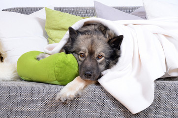 Hund auf Sofa mit Kissen und Decke