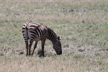 zebra - Kenya
