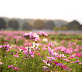 Obraz premium Cosmos flowers in spring blooming