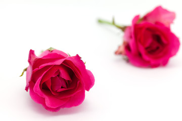 two roses isolated on white background depth of field