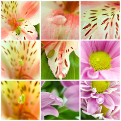 Collage of macro shots of flowers